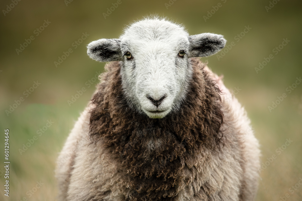 Close up of a  Herdwick sheep with facing camera stood on open Cumbrian fells. Lake District, UK. Horizontal.  Herdwick Sheep are native to Cumbria. Space for copy.
