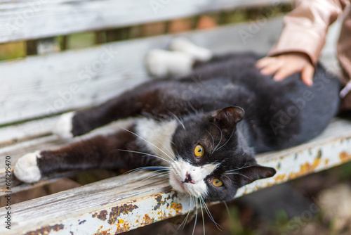 Black and white homeless cat 