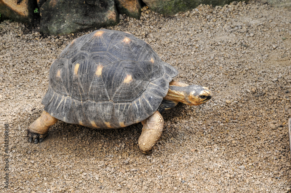 Obraz premium schildkröte