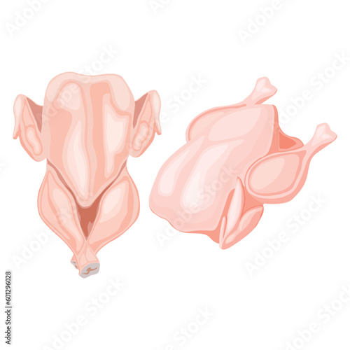 Vector illustration of fresh raw chicken and chicken parts isolated on white background. Breast, wings and legs. Baked raw whole chicken meat
