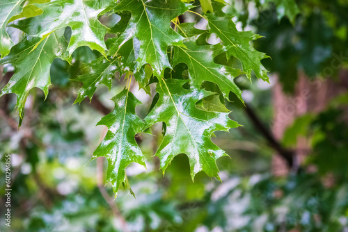 Branches of the northern red oak with green serrated leaves covered with water drops during a rain, background