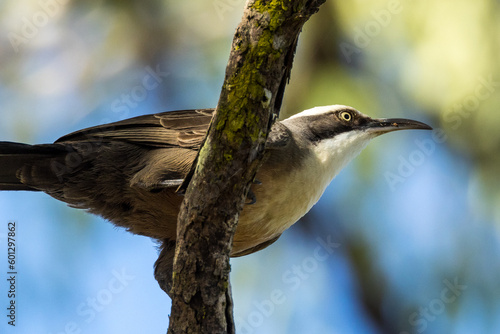 Grey-crowned Babbler in Queensland Australia photo