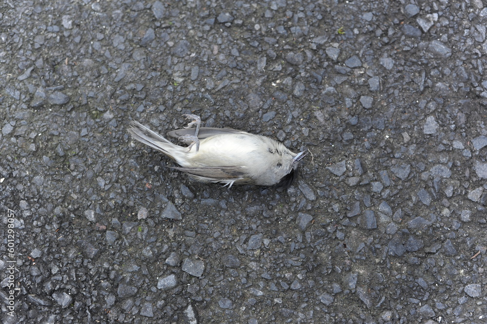 Obraz premium Closeup photo of dead bird (sparrow) on the road in the city