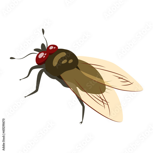 Housefly insect. Flat vector fly illustration isolated on white background