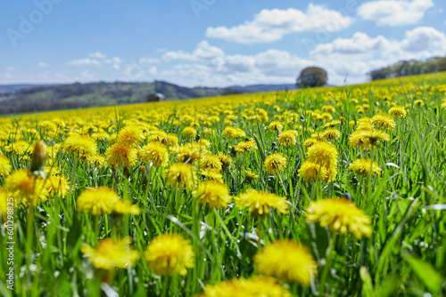 dandelion meadow, yellow blooming in spring time, country hills in the background, blue and cloudy sky