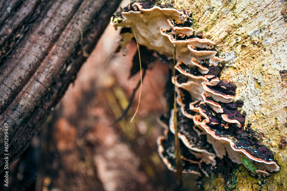 Mushrooms on a log near a waterfall in the region of Aceh - Indonesia