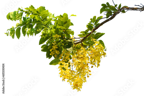 A tree branch with yellow flowers Isolated on transparent png