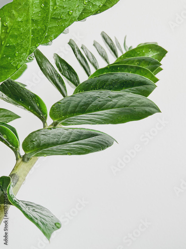 Zamioculcas zamifolia dollar tree. on white. close photo