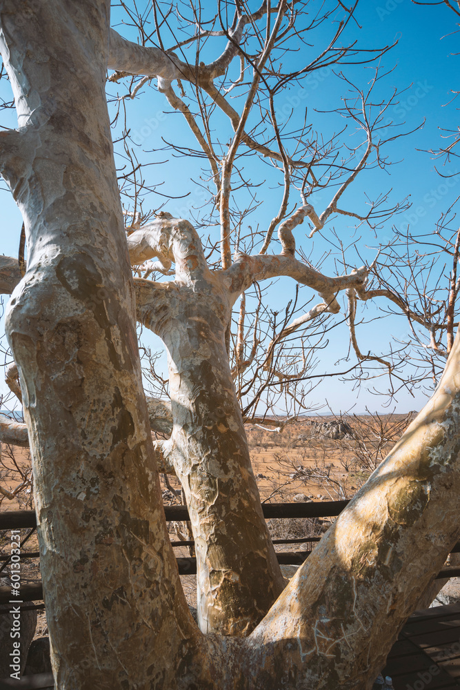 powerful tree by morning