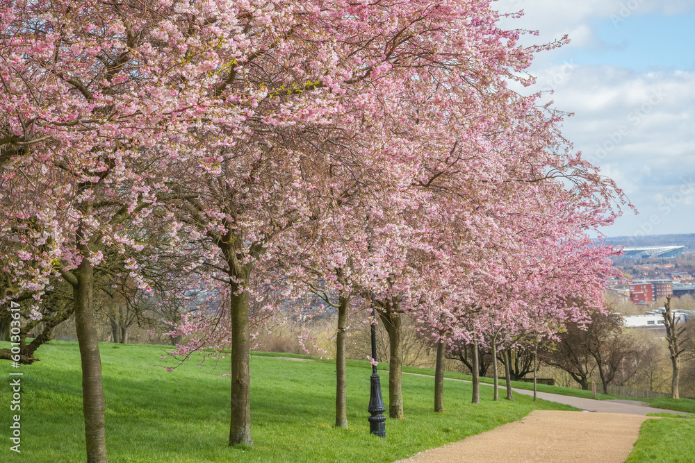 Cherry blossoms at Alexandra Park in London, England
