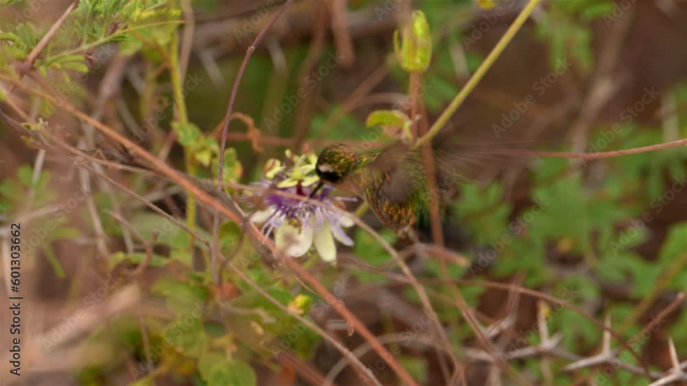 Hummingbird on a passion flower - Super Slow Motion 4K 120fps Hummingbird on a passion flower - Super Slow Motion 4K 120fps