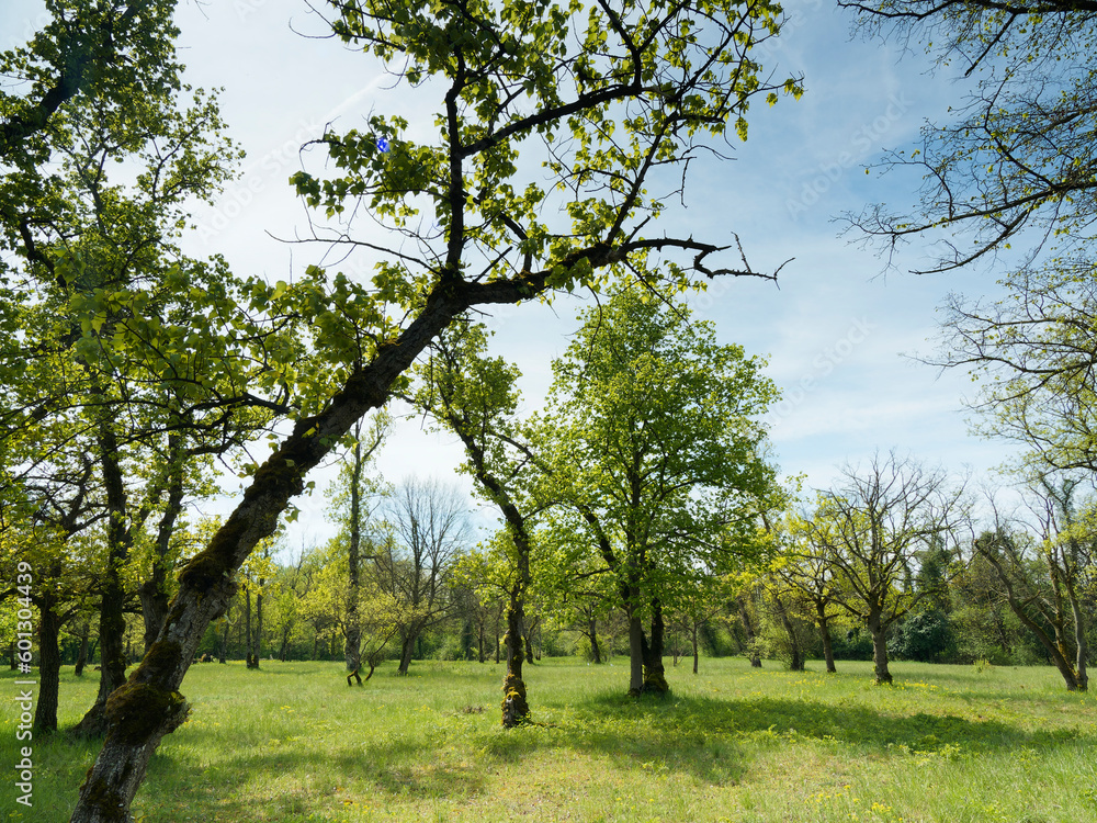 Naturschutzgebiet Totengrien bei Istein, malerischen Landschaften entlang idyllische Rheinufer, Klotzengebiet und Auenwälder. Halbtrockenrasen mit seltenen Flora
Naturschutzgebiet Totengrien bei Istein, malerischen Landschaften entlang idyllische Rheinufer, Klotzengebiet und Auenwälder. Halbtrockenrasen mit seltenen Flora
