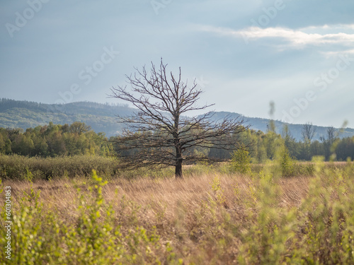 Bog  Grosses Torfmoor in Germany. photo