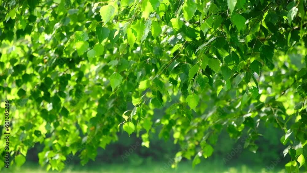 Beautiful natural green sunshine bokeh background. Blurry fresh summer foliage of maple trees in backlight of sunset cozy shining sun with sunflares and sunbeams. Real time full hd video footage. Beautiful natural green sunshine bokeh background. Blurry fresh summer foliage of maple trees in backlight of sunset cozy shining sun with sunflares and sunbeams. Real time full hd video footage.