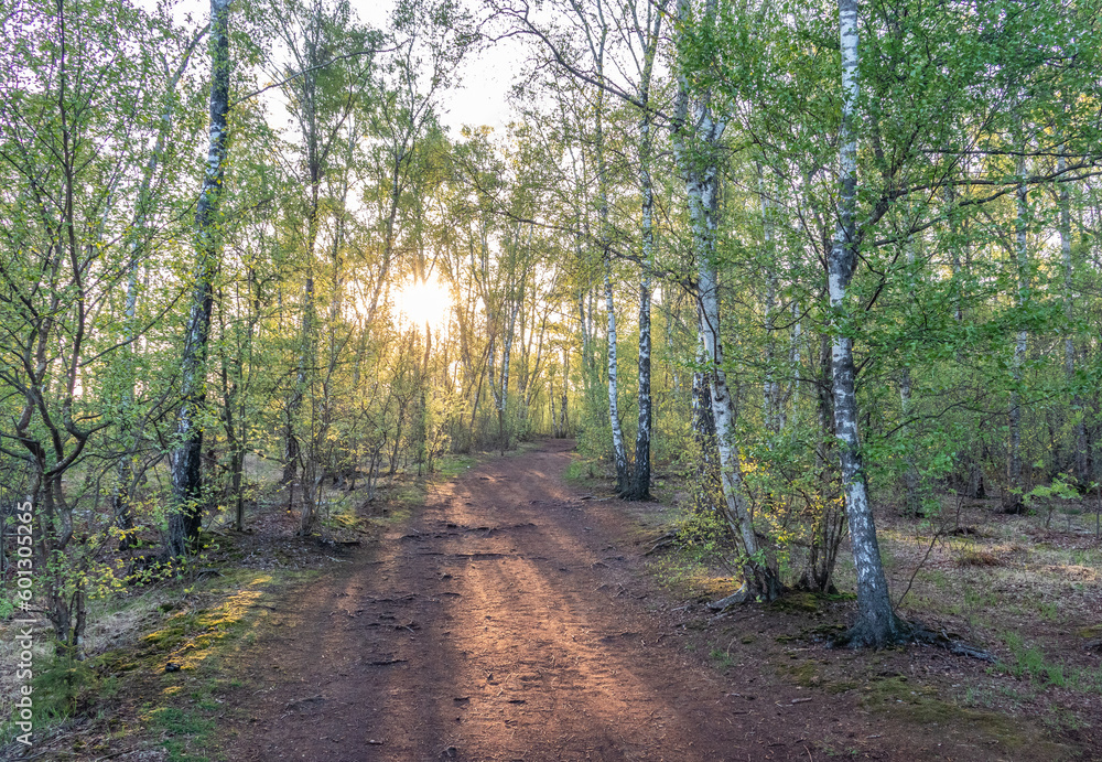 Green forest in the sunshine