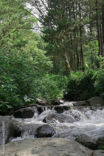 a river flowing in a forest filled with stones