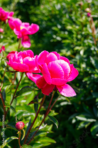 Wallpaper Mural Macro photography of a peony Torontodigital.ca