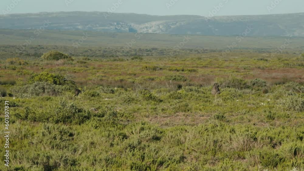 Group of baboons restng in an African nature reserve Group of baboons restng in an African nature reserve