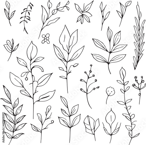 Botanical element, botanical line drawing, vintage botanical coloring pages, botanical elements, botanical flower illustration, botanical illustration black and white,
