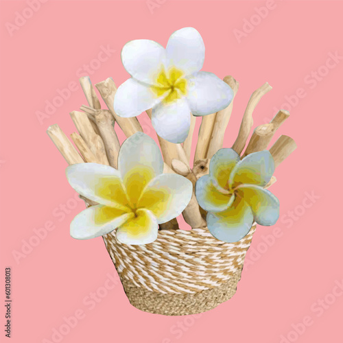Vector illustration of frangipani flower in a wicker basket of natural material