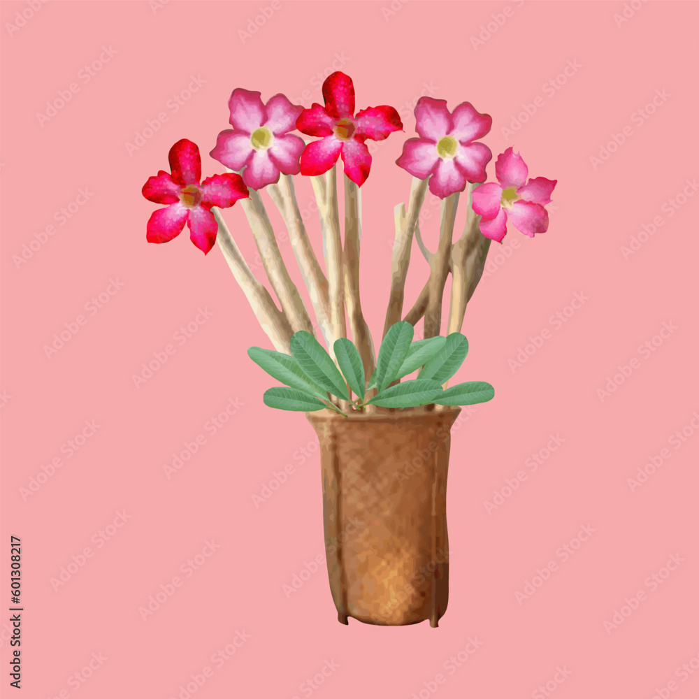 Vector illustration of frangipani flower in a wicker basket of natural material