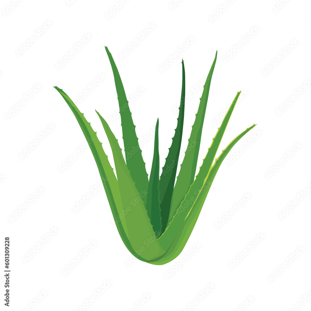 Vector illustration flatlay (top view) of Aloe vera cutting leaves with sliced and gel drops isolated on white background. Aloe vera plant herb nature Vector illustration flatlay (top view) of Aloe vera cutting leaves with sliced and gel drops isolated on white background. Aloe vera plant herb nature
