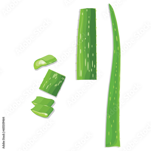 Vector illustration flatlay (top view) of Aloe vera cutting leaves with sliced and gel drops isolated on white background. Aloe vera plant herb nature