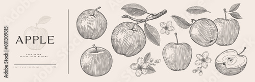 Set of hand-drawn apples and flowers in engraving style. Dessert fruits sliced and whole. Design element for markets, shops, cafes, restaurants, and packaging. Vintage botanical illustration. © KOSIM