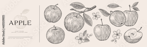 Set of hand-drawn apples and flowers in engraving style. Dessert fruits sliced and whole. Design element for markets, shops, cafes, restaurants, and packaging. Vintage botanical illustration.