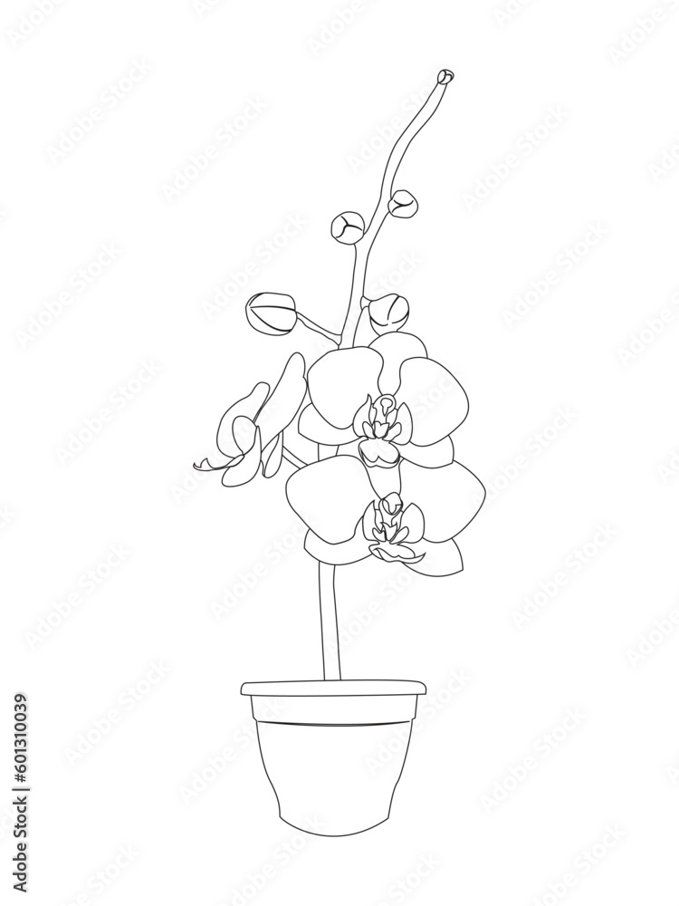 Vector illustration of orchid flower. Beautiful tropical flower in pot. Phalaenopsis orichidae line art outline coloring Vector illustration of orchid flower. Beautiful tropical flower in pot. Phalaenopsis orichidae line art outline coloring