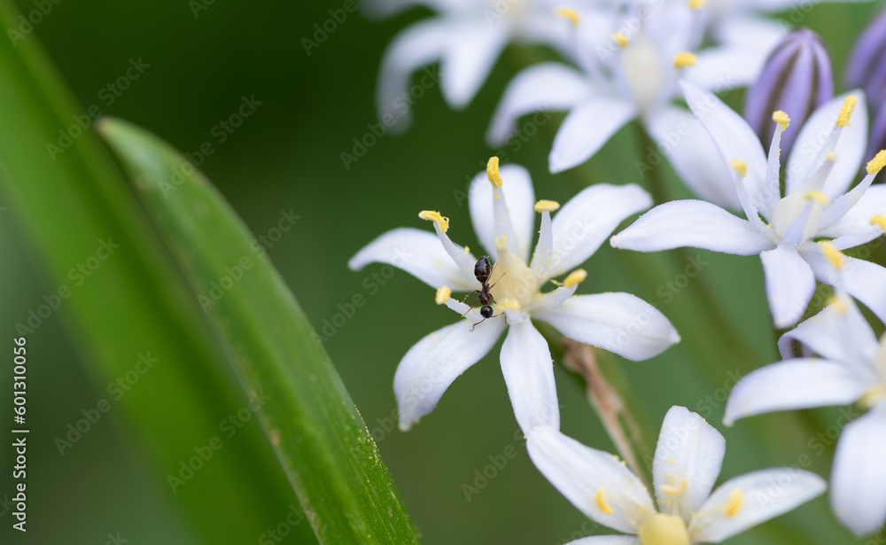 Fototapeta premium 白い花の上の蟻