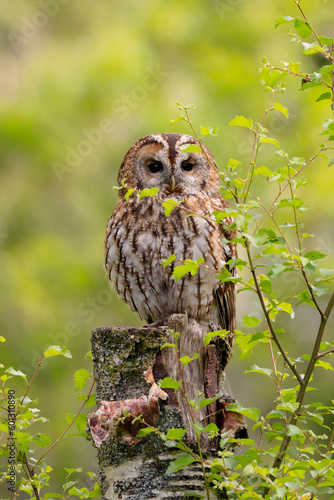 Tawny Owl in Woodland