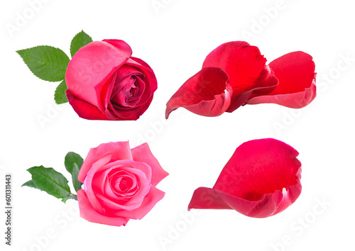 red and pink rose with leaf on transparent png