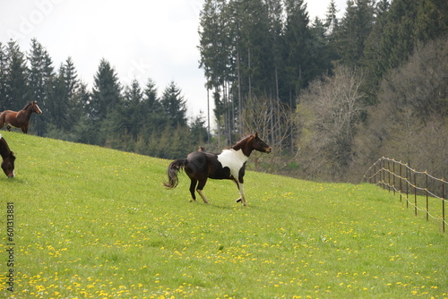 Erster Tag auf der Weide. Bunte Pferdeherde läuft über blühende Wiese