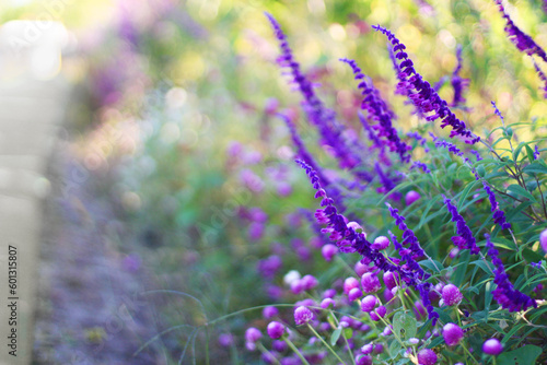 砂利道のわきに植えられた美しい紫の花