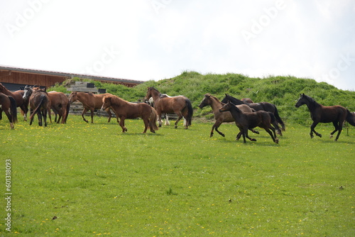 Pferdeglück. Herde aus verschiedensten Pferden auf der blühenden Wiese © Grubärin