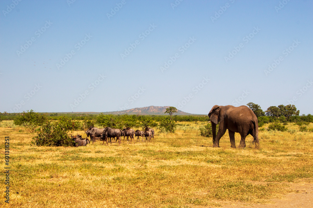 Elephant and Wildebeest, Kruger National Park Elephant and Wildebeest, Kruger National Park