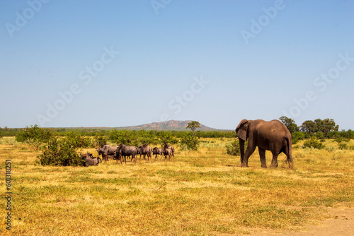 Elephant and Wildebeest, Kruger National Park