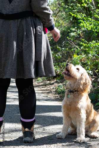 Dog with tongue hanging out looking up at walker. Cockapoo with woman.