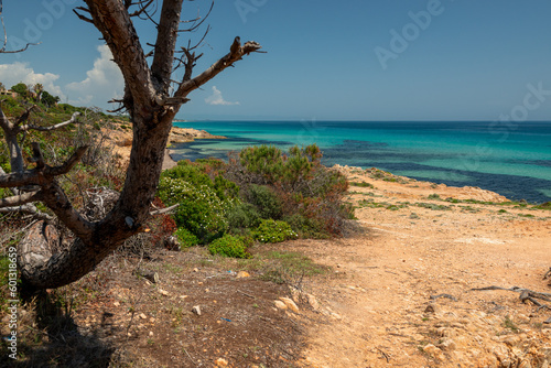 Pine tree on the coastline of Mediterranean Sea, Sardinia Italy. Magic spot for relaxing vacancy.