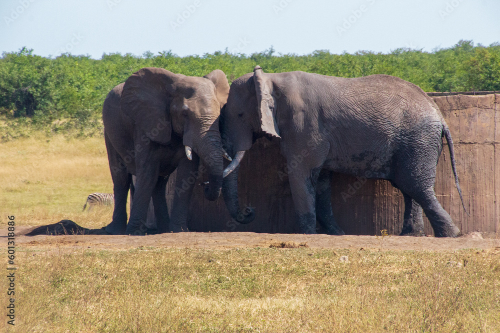 Fototapeta premium Elephants at tank, Kruger National Park