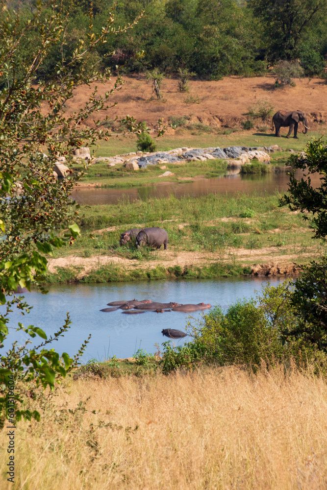 Hippos in river and Elephant, Kruger National Park Hippos in river and Elephant, Kruger National Park