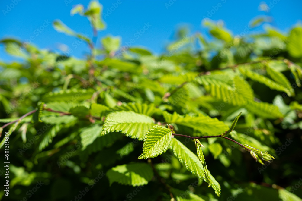 Buchenhecke im Frühling Buchenhecke im Frühling