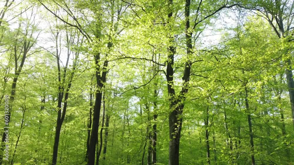 Drohne fliegt von unten nach oben an Buchenbäumen im Frühling, Blattaustrieb Drohne fliegt von unten nach oben an Buchenbäumen im Frühling, Blattaustrieb