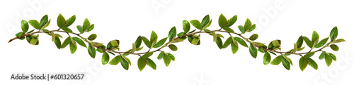Twigs with green leaves in a floral waved garland isolated on white or transparent background