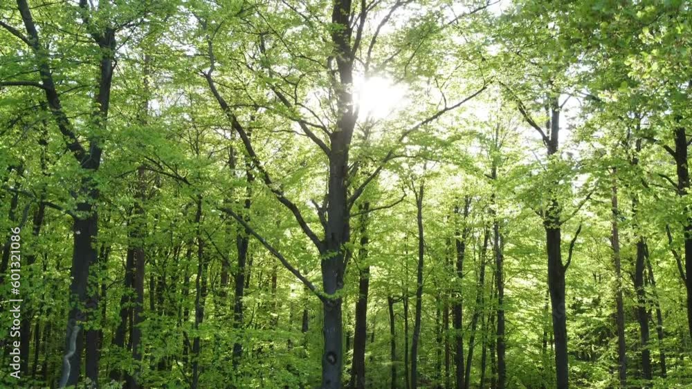 Drohne fliegt von unten nach oben an Buchenbäumen im Frühling, Blattaustrieb Drohne fliegt von unten nach oben an Buchenbäumen im Frühling, Blattaustrieb
