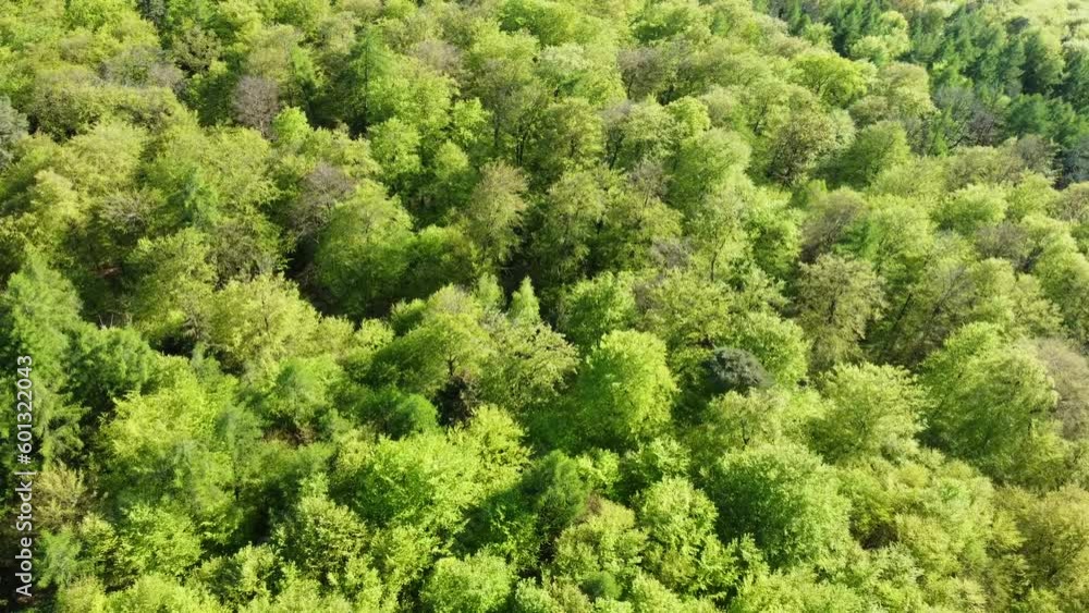 Drohne fliegt über die grünen Baumkronen eines Laubwaldes im Frühling, Luftaufnahme Drohne fliegt über die grünen Baumkronen eines Laubwaldes im Frühling, Luftaufnahme