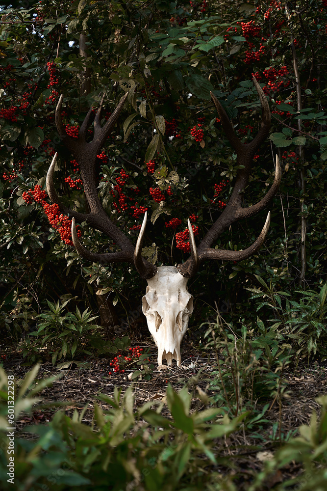 Deer skull on the rowan bush with red berries