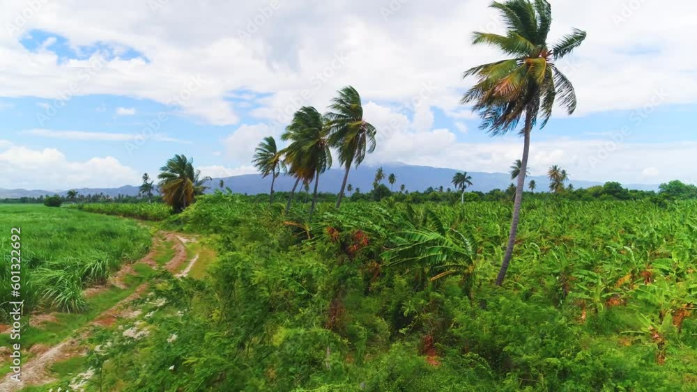 Summer foothill tropics wildlife landscape. Farm field with palm plantation at the foot of the mountains. Green fields and meadows in summer. Mountain range against a blue sky with white clouds. Summer foothill tropics wildlife landscape. Farm field with palm plantation at the foot of the mountains. Green fields and meadows in summer. Mountain range against a blue sky with white clouds.