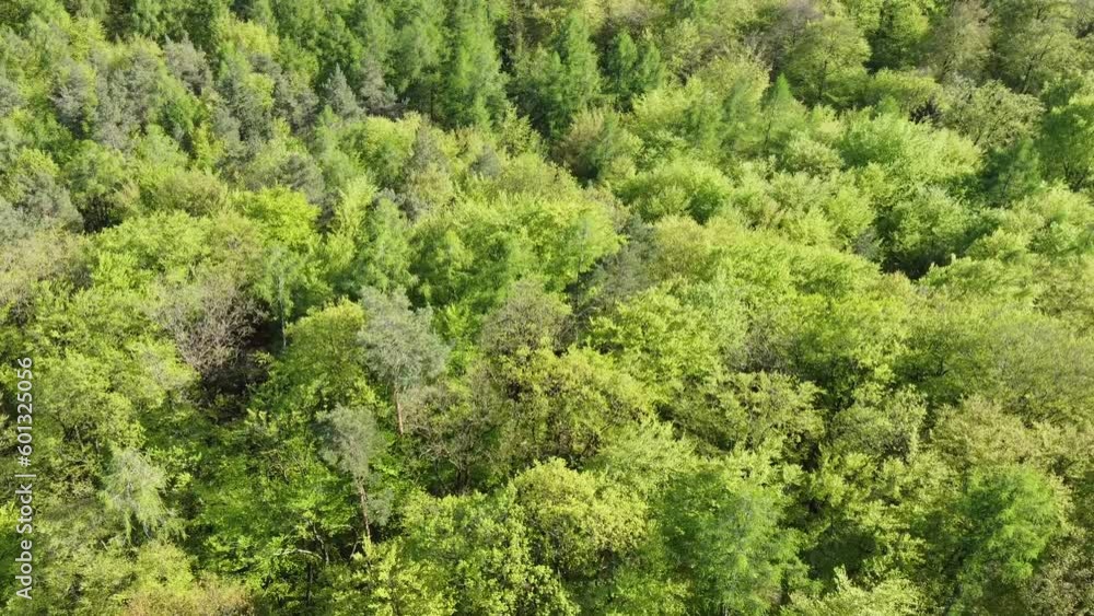 Drohne fliegt über die grünen Baumkronen eines Laubwaldes im Frühling, Luftaufnahme Drohne fliegt über die grünen Baumkronen eines Laubwaldes im Frühling, Luftaufnahme